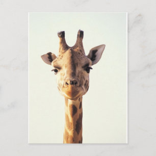 Carte Postale Giraffe rapprochée