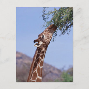 Carte Postale Giraffe réticulée