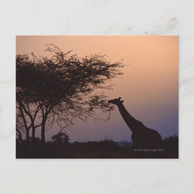 Carte Postale Giraffe réticulée 2 (Devant)