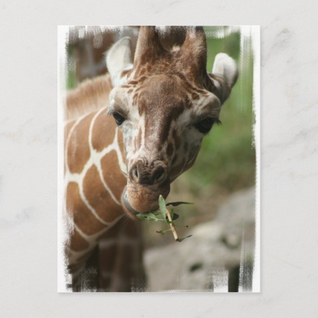 Carte postale Giraffe Snack (Devant)