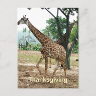 Carte postale Giraffe thanksgiving