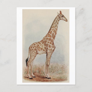Carte Postale Giraffe vintage