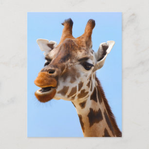 Carte Postale Giraffe Visage fermer photo