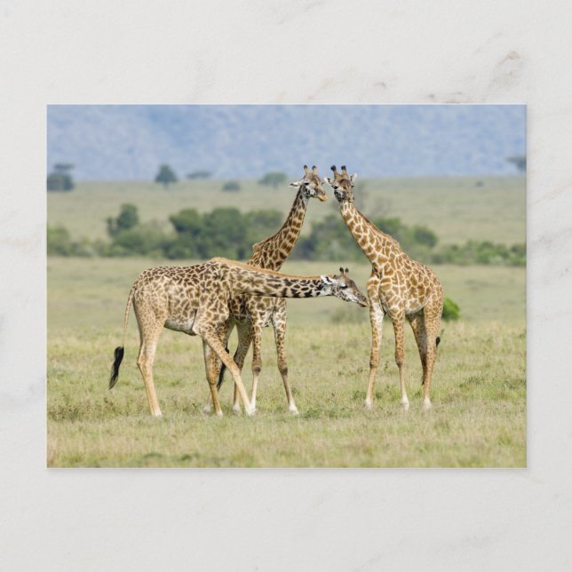 Carte Postale Giraffes (Devant)