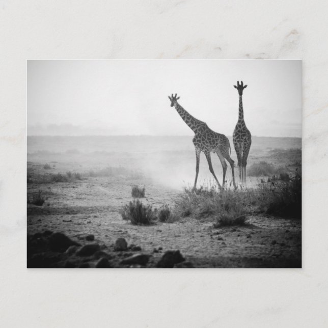 Carte Postale Giraffes (Devant)