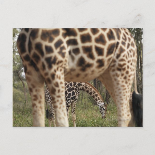 Carte Postale Giraffes 2 (Devant)