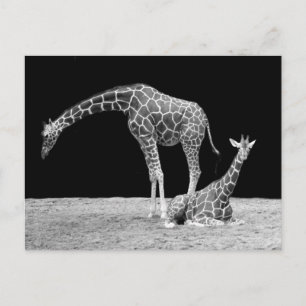 Carte Postale Giraffes en noir et blanc