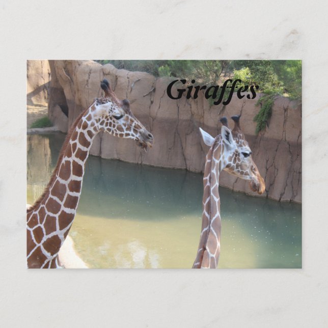 Carte Postale Giraffes n° 2 (Devant)