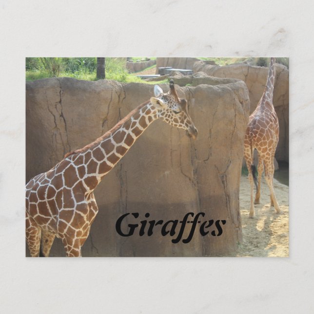 Carte Postale Giraffes n° 6 (Devant)