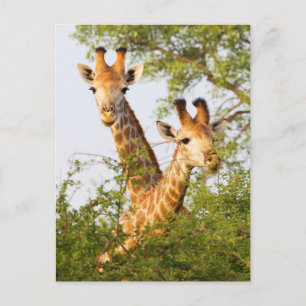 Carte Postale Giraffes Pékin au-dessus de la végétation