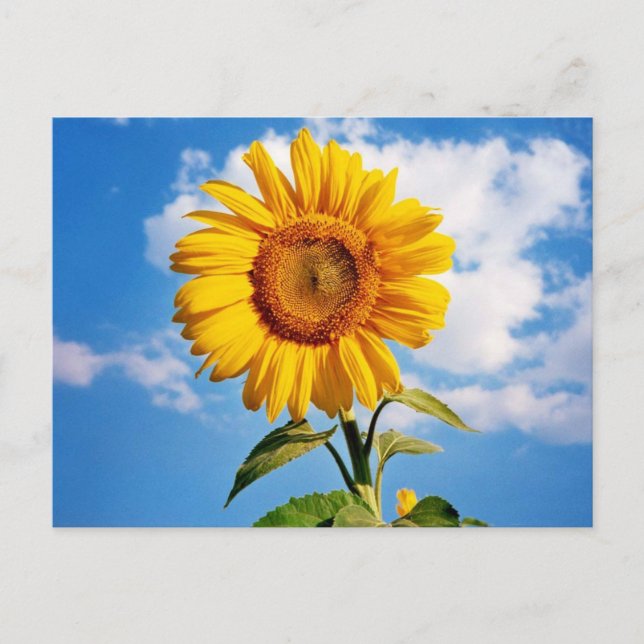 Carte Postale Girassol - Sunflower Four (Devant)