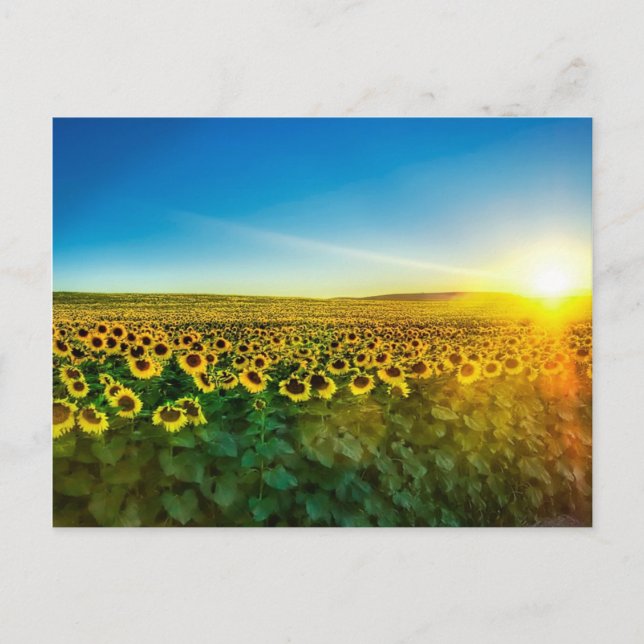 Carte Postale Girassol - Tournesol Trois (Devant)