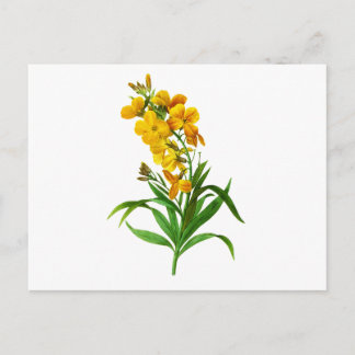 Carte Postale Giroflee Jaune par Pierre Joseph Redoute