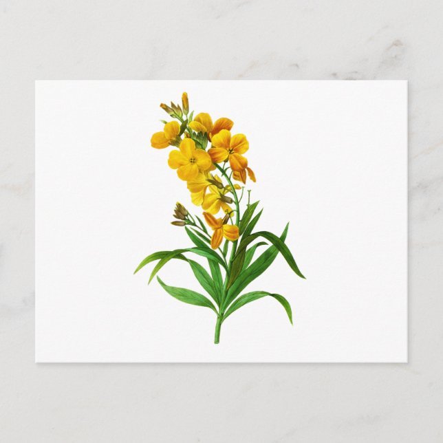 Carte Postale Giroflee Jaune par Pierre Joseph Redoute (Devant)