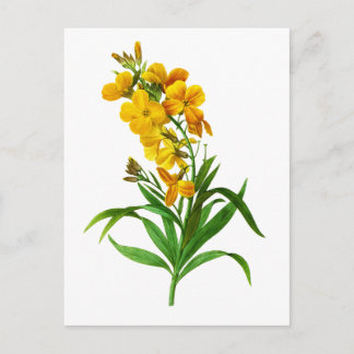 Carte Postale Giroflee Jaune par Pierre Joseph Redoute