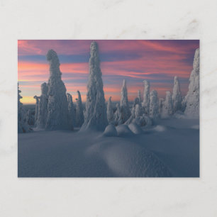 Carte Postale Glace et neige Arbres couverts de neige, Laponie