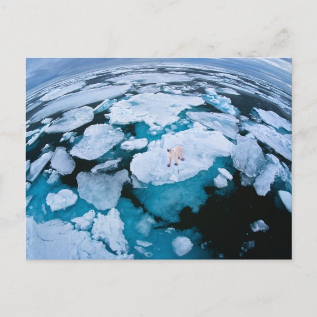 Carte Postale Glace et neige | Ours polaire, Océan Arctique, Sva (Devant)