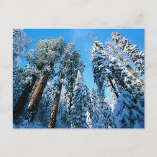 Carte Postale Glace et neige   Parc national de Sequoia, Califor