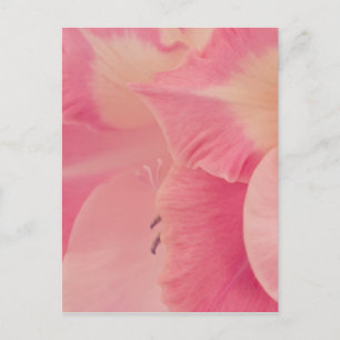 Carte Postale Gladiola Petals