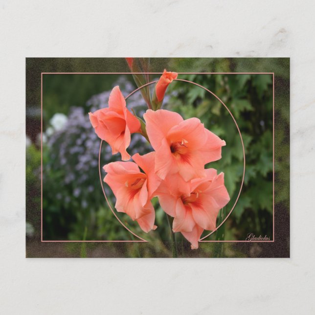 Carte Postale Gladiolus (Devant)