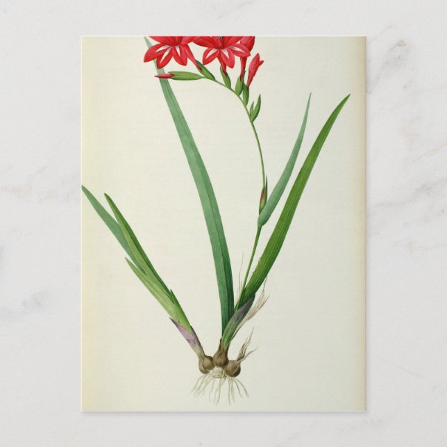 Carte Postale Gladiolus Cardinalis, de "Les Liliacées", 1805 (Devant)