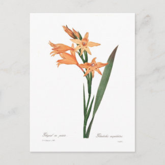 Carte Postale Gladiolus cuspidatus