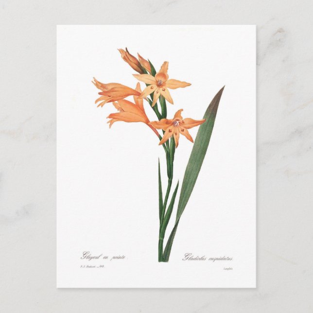Carte Postale Gladiolus cuspidatus (Devant)