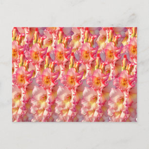 Carte Postale Gladiolus rose