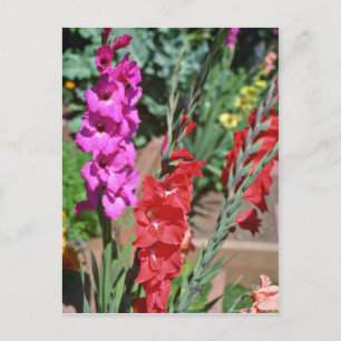Carte Postale Gladiolus Rouge Et Rose Marche Fleurs