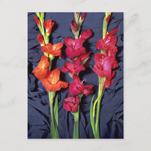 Carte Postale Gladiolus rouge, orange et écarlate (Devant)