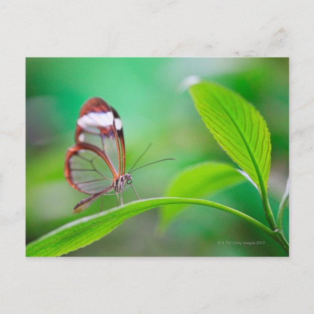 Carte Postale Glass wing butterfly relaxing on fresh green (Devant)