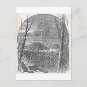 Carte Postale Glimpses of the Animate World - Beaver Dam