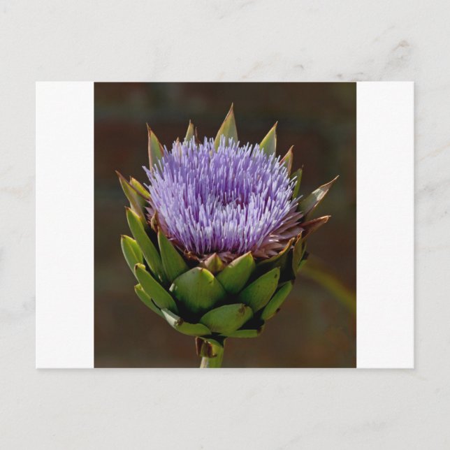 Carte Postale Globe Artichoke, Cynara Cardunculus, en fleur. (Devant)