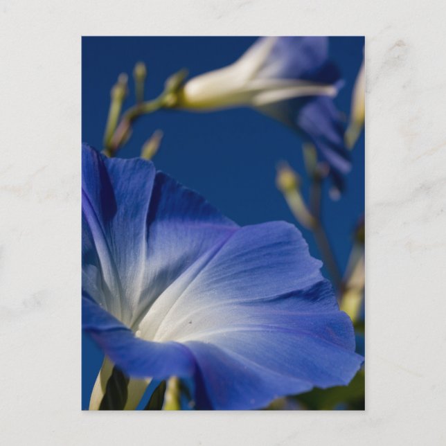 Carte Postale Gloire de matin bleue (Devant)