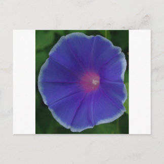 CARTE POSTALE GLOIRE DE MATIN BLEUE