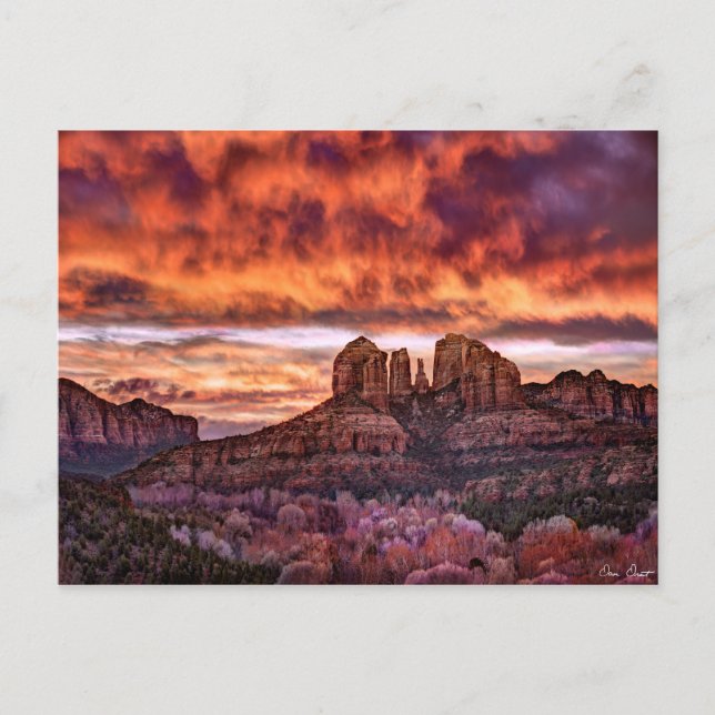 Carte Postale Gloire du matin rose (Devant)
