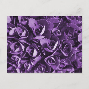 Carte Postale Gloire violette