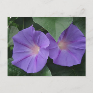 Carte Postale Glories du matin