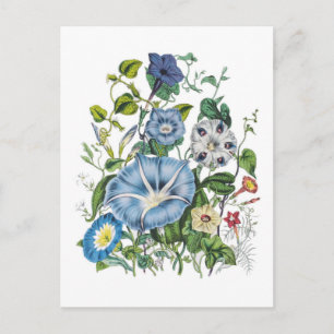 Carte Postale Glories du matin