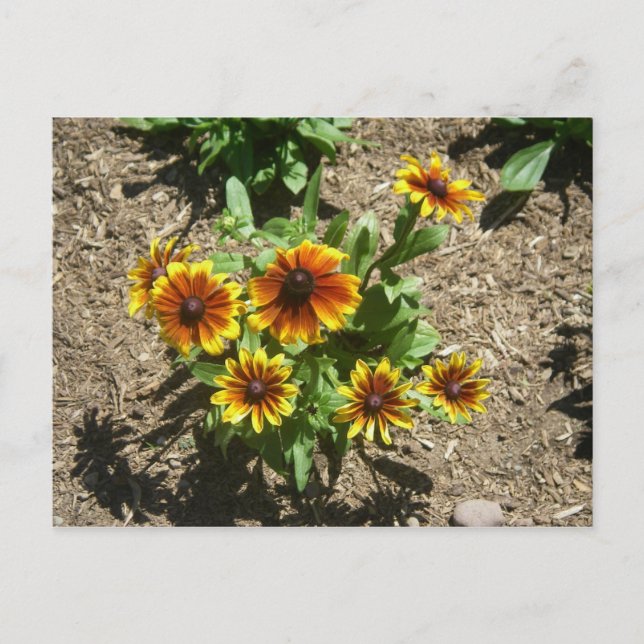 Carte postale Gloriosa Daisy (Devant)