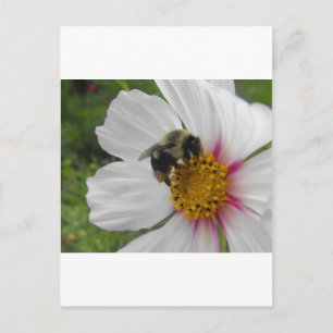 Carte Postale Glory Bee