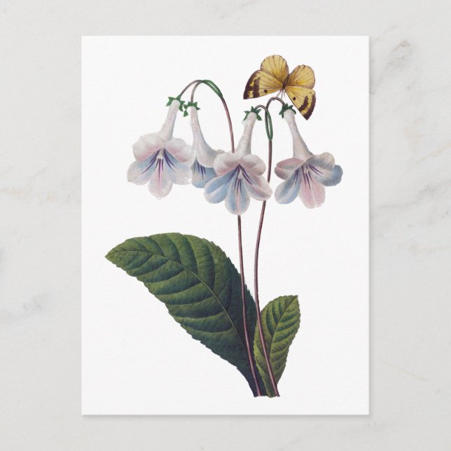 Carte Postale Gloxinia par Pierre Joseph Redoute (Devant)