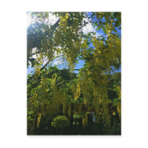 Glycine jaune