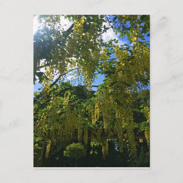 Carte Postale Glycine jaune (Devant)