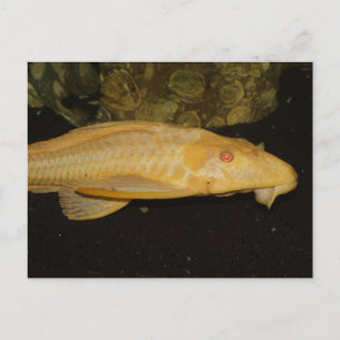 Carte Postale Glyptoperichthys gibbiceps