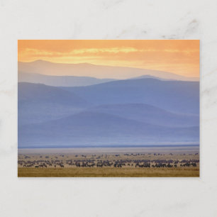 Carte Postale Gnou pendant la migration, Connochaetes