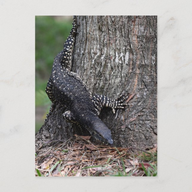 CARTE POSTALE GOANNA EUNGELLA PARL NATIONAL QUEENSLAND AUSTRALIE (Devant)