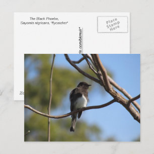 Carte postale - Gobemouche
