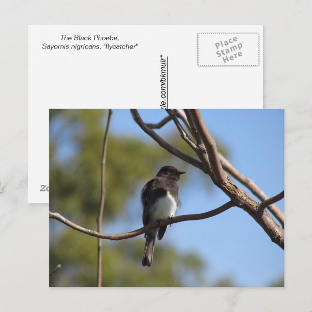 Carte postale - Gobemouche (Devant / Derrière)