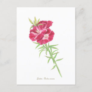 Carte Postale Godetia 